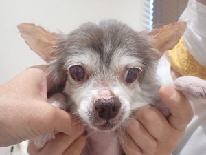 泉南動物病院画像