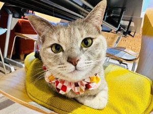 泉南動物病院画像