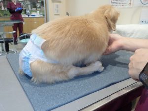 泉南動物病院画像