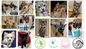 泉南動物病院画像