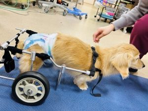 泉南動物病院画像