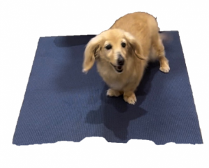 泉南動物病院画像
