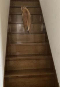 泉南動物病院画像