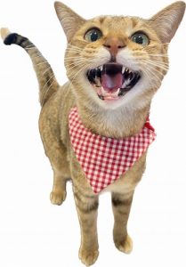 泉南動物病院画像