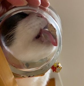 泉南動物病院画像