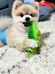 泉南動物病院画像
