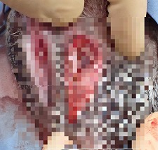 泉南動物病院画像