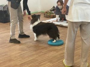 泉南動物病院画像
