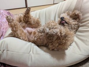泉南動物病院画像