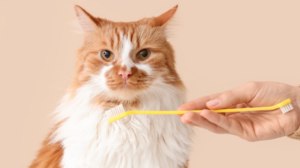 その食欲不振、口の痛みかも?獣医師が解説する猫の口内炎と、お家でできる予防の話 (6)