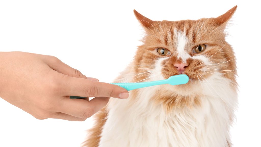 その食欲不振、口の痛みかも?獣医師が解説する猫の口内炎と、お家でできる予防の話 (7)