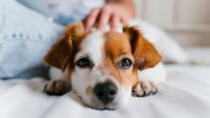 冬の「バチッ!」はペットもつらい。今日からできる愛犬・愛猫の乾燥と静電気対策【3つの習慣】