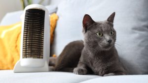 ヒーターやコタツ、安全に使えていますか？ペットの「暖房事故」を防ぐチェックリスト