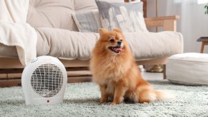 ヒーターやコタツ、安全に使えていますか？ペットの「暖房事故」を防ぐチェックリスト (2)