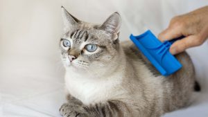 冬の「バチッ!」はペットもつらい。今日からできる愛犬・愛猫の乾燥と静電気対策【3つの習慣】 (3)