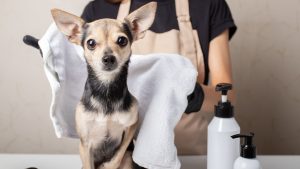 冬の「バチッ!」はペットもつらい。今日からできる愛犬・愛猫の乾燥と静電気対策【3つの習慣】 (4)