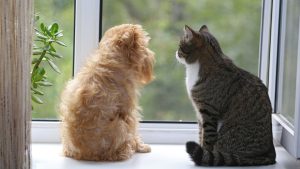 ヒーターやコタツ、安全に使えていますか？ペットの「暖房事故」を防ぐチェックリスト (4)