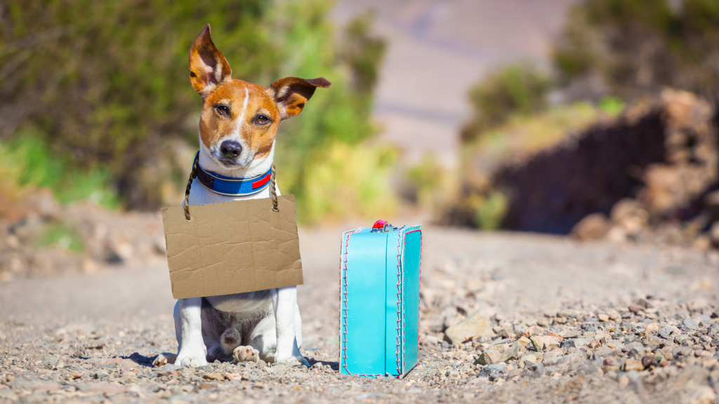 年末年始、愛犬・愛猫を守るための「迷子対策」チェックリスト