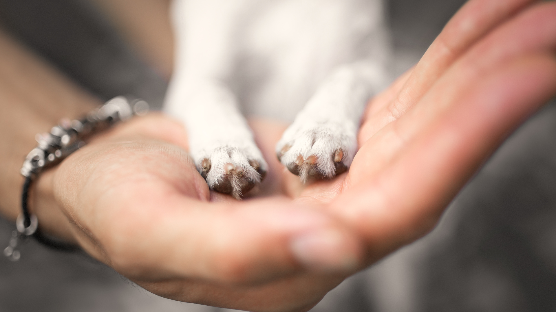 肉球がガサガサ…冬の乾燥は天敵！愛犬・愛猫を守る「正しい保湿ケア」とNG行動 (4)