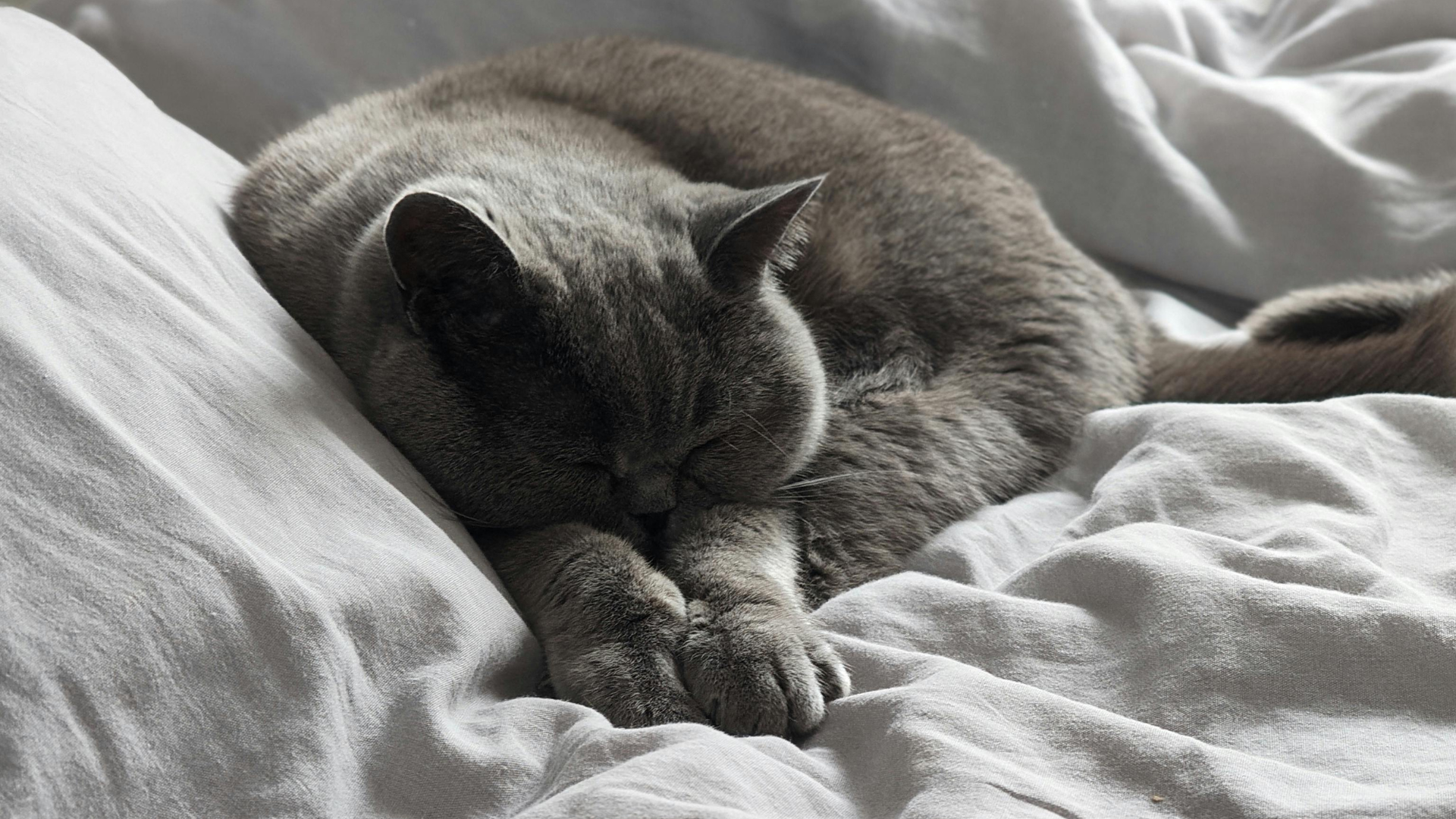 「寝てばかり」は年のせいじゃないかも？冬に悪化するペットの関節痛と、お家でできる4つのケア