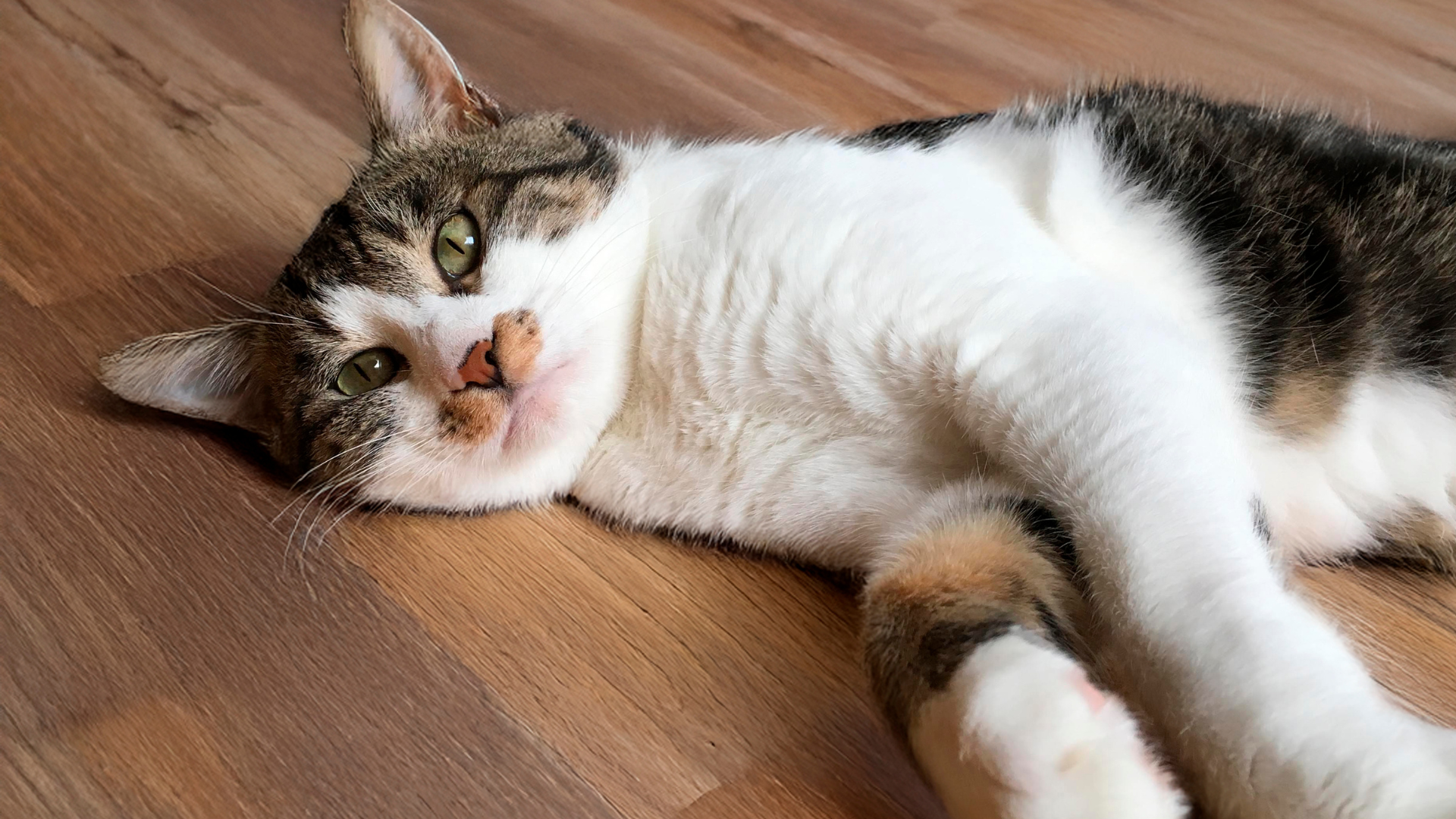 「寝てばかり」は年のせいじゃないかも？冬に悪化するペットの関節痛と、お家でできる4つのケア (3)