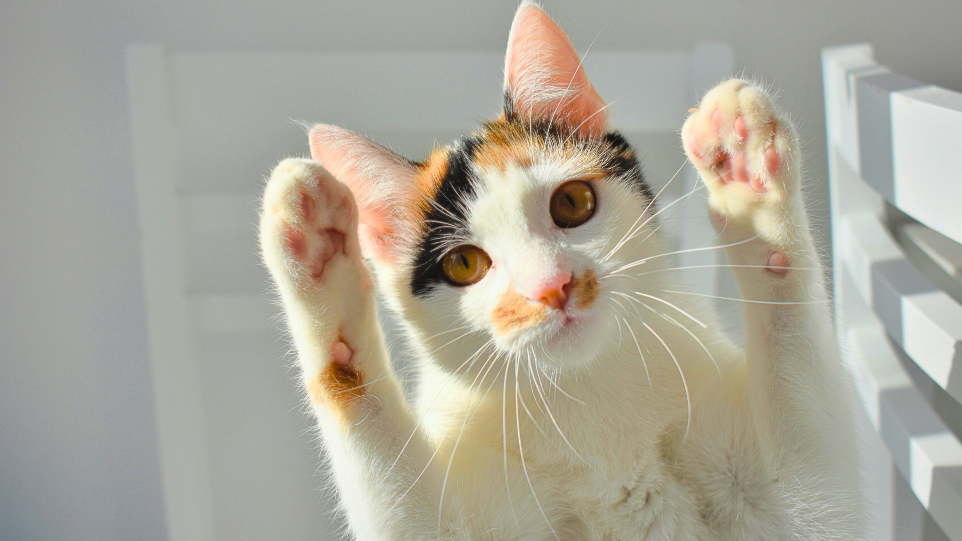 肉球がガサガサ…冬の乾燥は天敵！愛犬・愛猫を守る「正しい保湿ケア」とNG行動