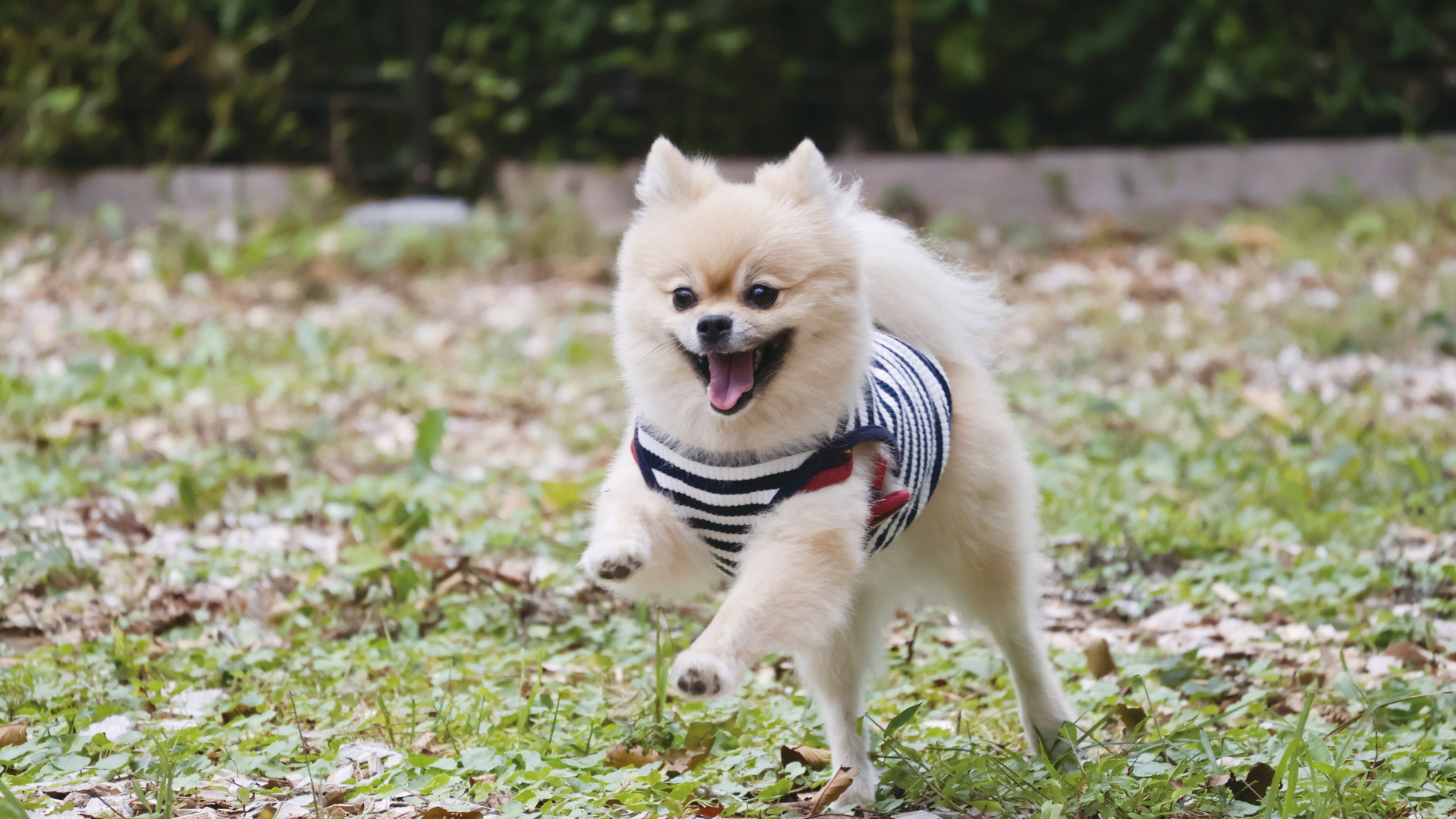 「あ！ノミだ！」プチッと潰すのは絶対NG？獣医師が教える正しい撃退法