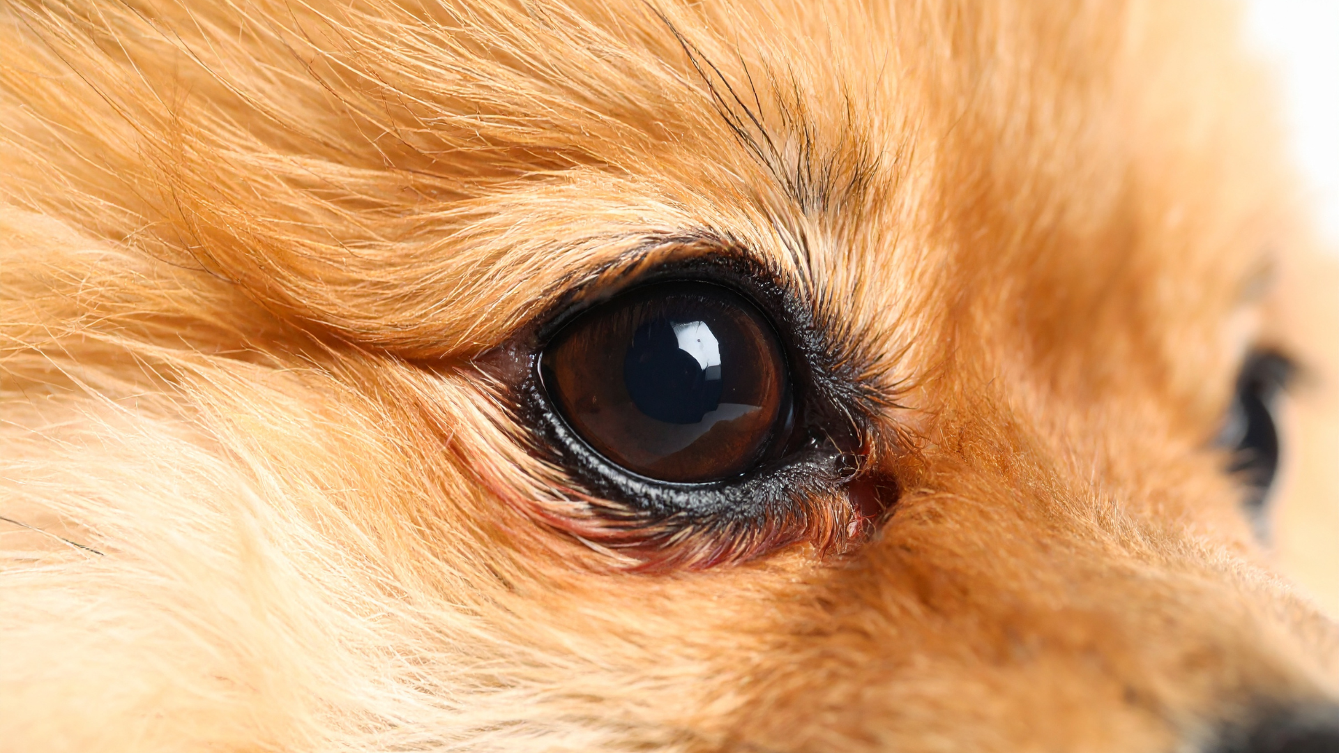 「うちの子、目が白い？」白内障と間違えやすい核硬化症とは (4)