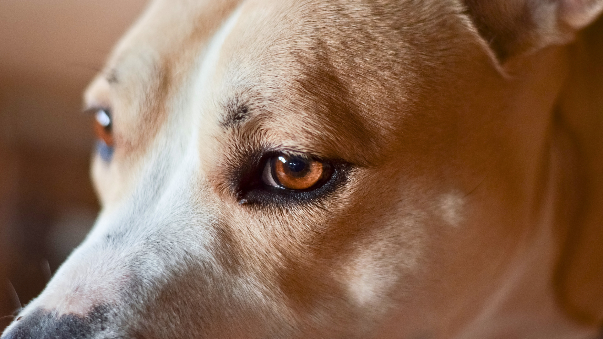 泉南動物病院_横長動画素材