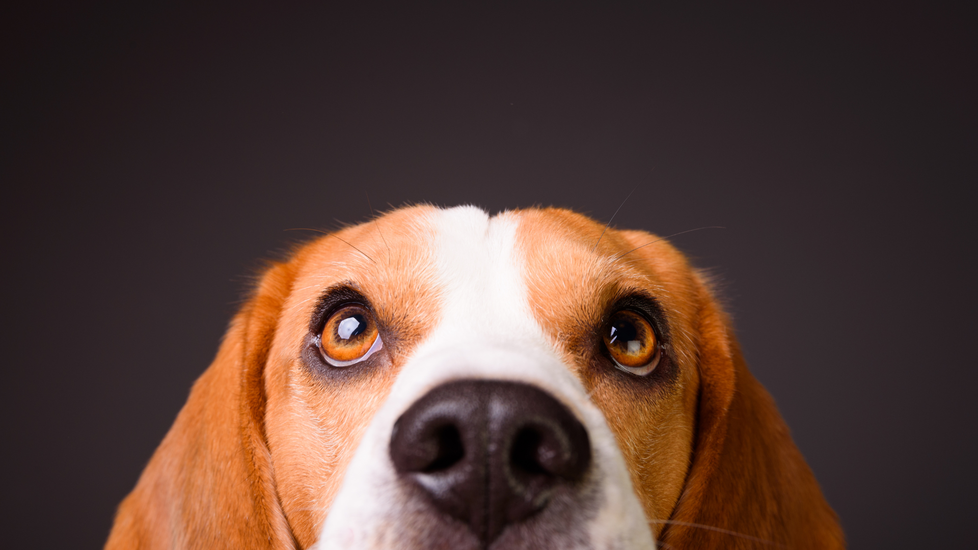 「うちの子、目が白い？」白内障と間違えやすい核硬化症とは (5)