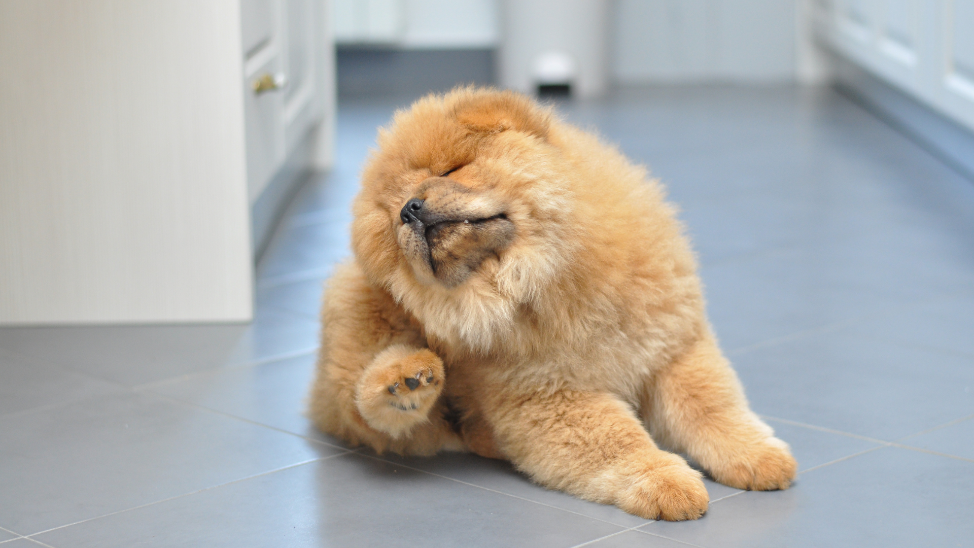 「あ！ノミだ！」プチッと潰すのは絶対NG？獣医師が教える正しい撃退法 (2)